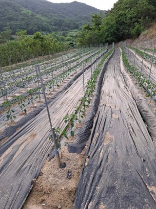 김광자님의 기타작물 · 영농일지 작성글 사진