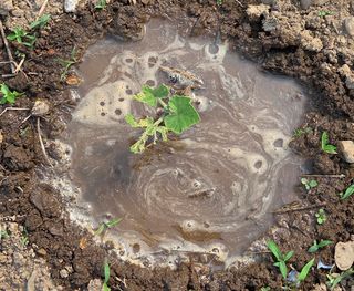 오현백님의 호박 · 영농일지 작성글 사진