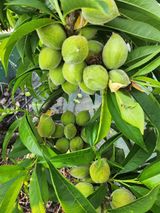 팜모닝 기타작물·영농일지 게시글 이미지