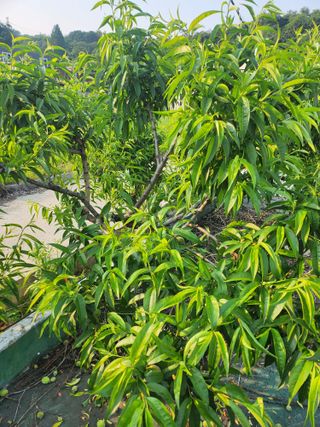 새싹농장님의 기타작물 · 영농일지 작성글 사진