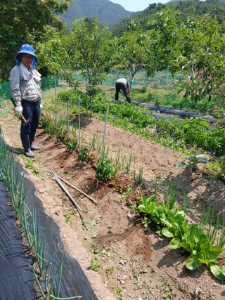 향양농장 사랑합니다님의 고추 · 영농일지 작성글 사진