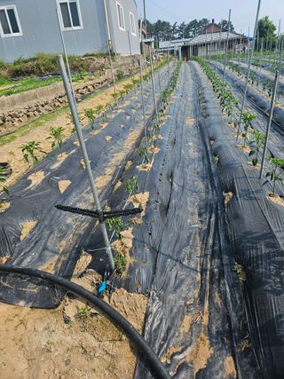 최철훈님의 감자 · 영농일지 작성글 사진