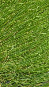 팜모닝 파·영농일지 게시글 이미지