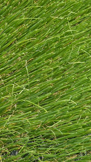 김은아님의 파 · 영농일지 작성글 사진