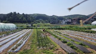 김윤회님의 마늘 · 영농일지 작성글 사진