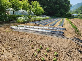 드래곤 님의 고추 · 영농일지 작성글 사진