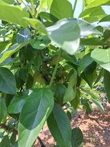 팜모닝 기타작물·영농일지 게시글 이미지