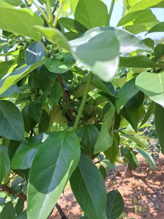 김광자님의 기타작물 · 영농일지 작성글 사진