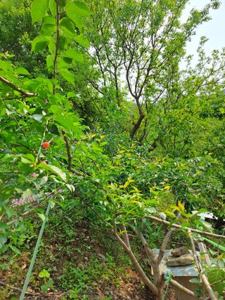 홍성호님의 기타작물 · 영농일지 작성글 사진