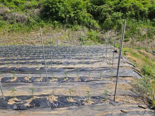 윤자용11대임후회장님의 고추 · 영농일지 작성글 사진