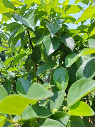 김광자님의 기타작물 · 영농일지 작성글 사진