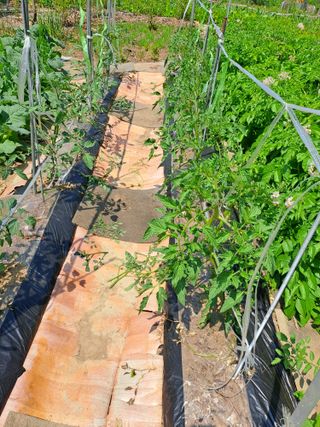 홍성호님의 기타작물 · 영농일지 작성글 사진