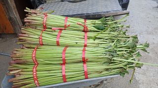 월굴리이승재님의 기타작물 · 영농일지 작성글 사진