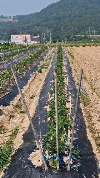 해촌(서정술)50님의 기타작물 · 영농일지 작성글 사진