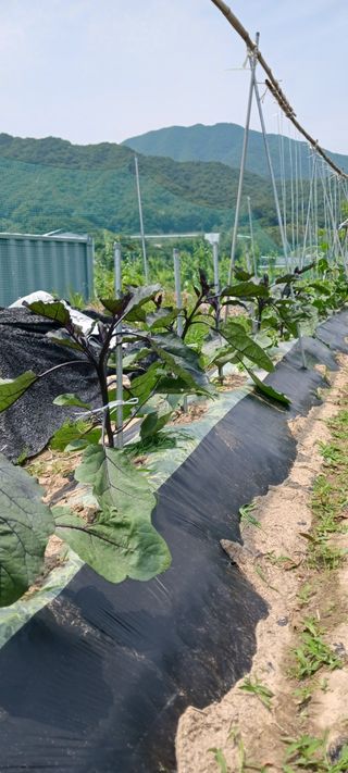 김 연님의 자두 · 영농일지 작성글 사진