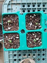 팜모닝 기타작물·영농일지 게시글 이미지