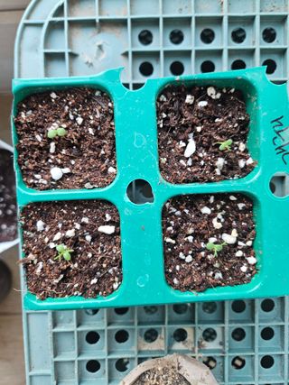 예담농원(민경진)님의 기타작물 · 영농일지 작성글 사진