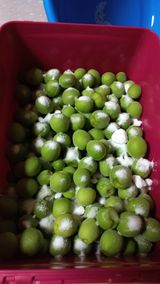 팜모닝 매실·영농일지 게시글 이미지