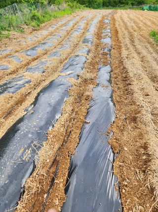 박병한님의 기타작물 · 영농일지 작성글 사진
