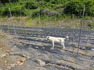 윤자용11대임후회장님의 고추 · 영농일지 작성글 사진