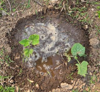 오현백님의 호박 · 영농일지 작성글 사진