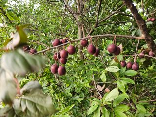 최철훈님의 감자 · 영농일지 작성글 사진