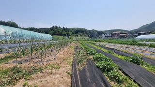 김윤회님의 마늘 · 영농일지 작성글 사진