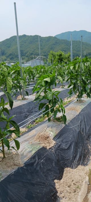 김 연님의 자두 · 영농일지 작성글 사진