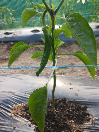 옥수수7772님의 고추 · 영농일지 작성글 사진