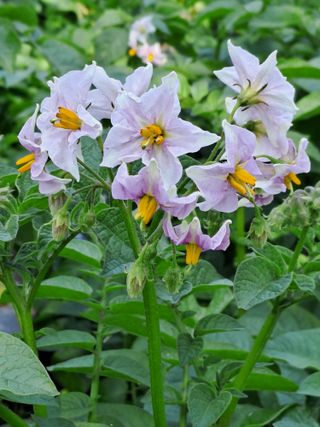 홍성호님의 기타작물 · 영농일지 작성글 사진