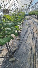 팜모닝 기타작물·영농일지 게시글 이미지