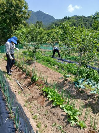 향양농장 사랑합니다님의 고추 · 영농일지 작성글 사진