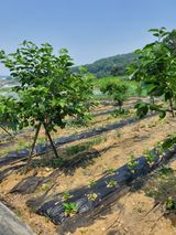 팜모닝 고추·영농일지 게시글 이미지