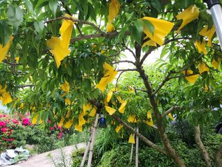 키다리님의 복숭아 · 영농일지 작성글 사진