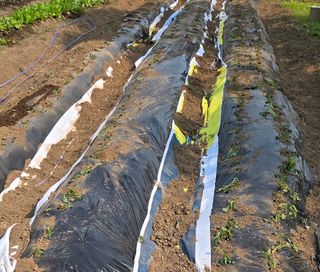 오현백님의 고구마 · 영농일지 작성글 사진