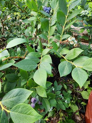 밀양달콤팜님의 블루베리 · 영농일지 작성글 사진