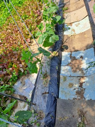 홍성호님의 기타작물 · 영농일지 작성글 사진