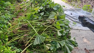 월굴리이승재님의 기타작물 · 영농일지 작성글 사진