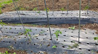 오현백님의 오이 · 영농일지 작성글 사진