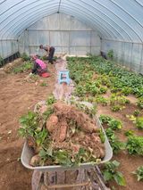 팜모닝 고구마·영농일지 게시글 이미지