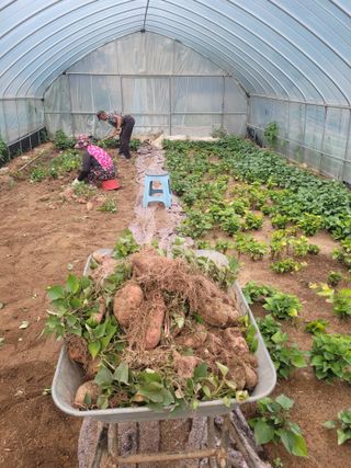 정지덕님의 고구마 · 영농일지 작성글 사진