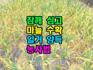 꿈꾸는텃밭님의 마늘 · 영농일지 작성글 사진