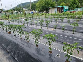 류수천님의 고추 · 영농일지 작성글 사진