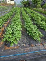 팜모닝 기타작물·영농일지 게시글 이미지