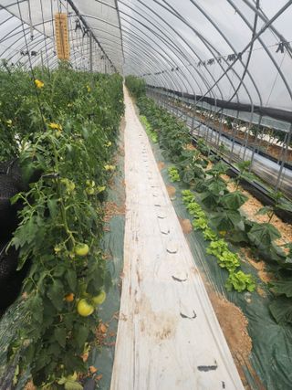 열혈특공님의 토마토 · 영농일지 작성글 사진