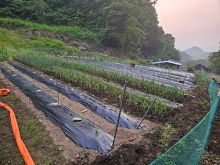 대파14665님의 기타작물 · 영농일지 작성글 사진