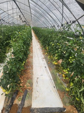 열혈특공님의 토마토 · 영농일지 작성글 사진