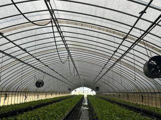 고향딸기님의 딸기 · 영농일지 작성글 사진