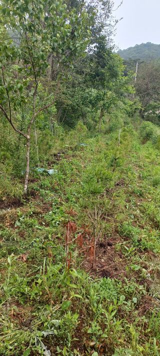 정석채님의 기타작물 · 영농일지 작성글 사진