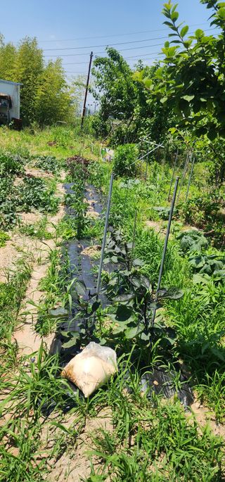 황동 여순모님의 상추 · 영농일지 작성글 사진